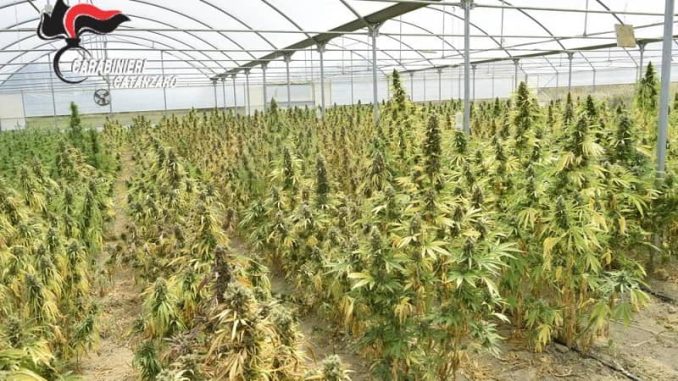 cannabis_serra